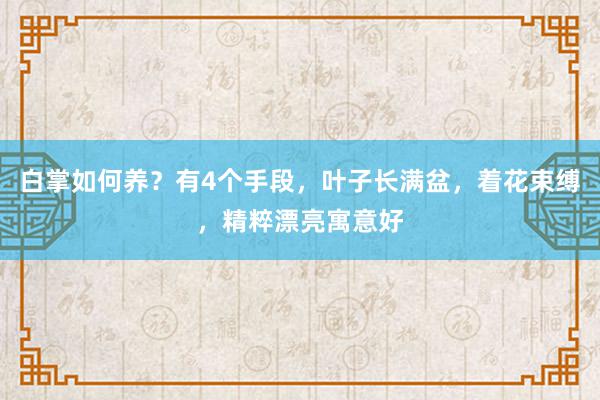 白掌如何养？有4个手段，叶子长满盆，着花束缚，精粹漂亮寓意好