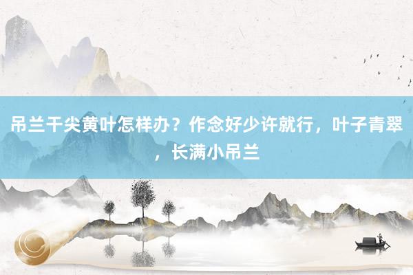 吊兰干尖黄叶怎样办？作念好少许就行，叶子青翠，长满小吊兰